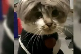 猫：还是那句话，做猫不用太正常!视频封面