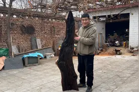 10000元收购雷击枣木，一年当中最好的一块，大家看值不值视频封面