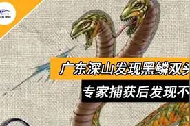 广东深山惊现双头蛇，有头无尾遍体黑鳞，专家捕获后发现不简单？视频封面
