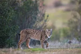 世界上最少的猫科动物之一——西班牙猞猁视频封面