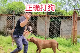 如何制服猛犬，如何正确打狗视频封面