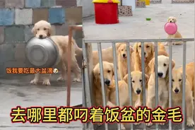 狗狗届的显眼包，时时刻刻都叼着饭盆的金毛，居然还有反转视频封面