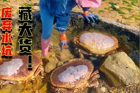 趁大风天赶海真过瘾！八爪鱼海参能爆桶！还在废弃水坑发现大家伙视频封面