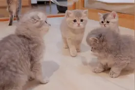 挑逗没精神的小猫玩游戏，玩累了喝着水会睡着