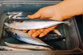 青鱼怎么做肉质紧实又入味，教你海边做法，鲜香味美，不腥还不柴视频封面