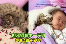 但凡猫咪少一斤肉，都没法睡成这样？视频封面