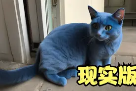 世界首现！神秘的“超威蓝猫”问世，其蓝色毛发引发科学界狂热视频封面