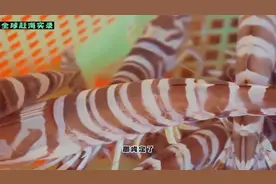 海捕竹节虾，300多一斤的基围虾个头相当大，这个头平时很少见视频封面