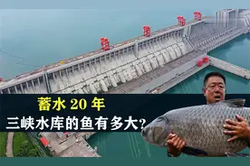 亚洲最大水利工程背后的生态奇迹：三峡水库‘鱼王’能长到多大？