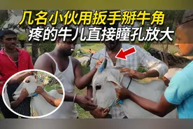 牛儿被几名小伙用扳手将它的牛角折断，疼的牛儿直接瞳孔放大