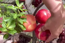 美女居然成功将苹果与葡萄嫁接种植，那么你认为这样的技术靠视频封面