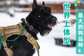 世界上体型最大的狗品种4