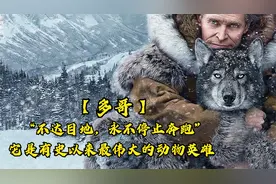 “不达目地，永不停止奔跑”它是有史以来最伟大的动物英雄视频封面