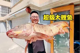 16斤黄河超级大鲤鱼1米多长，金鳞赤尾真漂亮，给大哥发走了