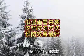 低温雨雪来袭，这些防冻小技巧，预防效果最好视频封面