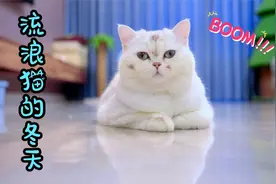 小猫咪偷偷领回家一只流浪猫，结局让人感动视频封面