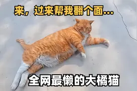 全网最懒的橘猫！躺地上3秒入睡，晒太阳翻身也要主人帮忙视频封面