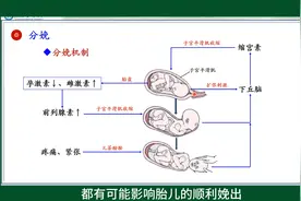 #分娩的过程#生殖#人体生理学#医学知识科普#每天学习一点点