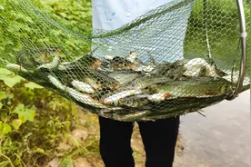 懂不懂钓鱼不要紧，饵料也不重要，鱼情好用啥料也能暴护视频封面