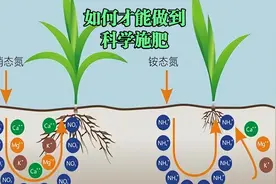 如何选化肥？每亩用多少？使用化肥前这两个数据指标必须要知道视频封面