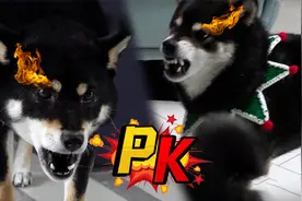 两条柴犬的主人结为夫妻，婚后人过得恩爱，狗却见了面就咬个不停视频封面