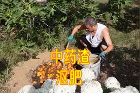 分享一下中药渣沤肥技巧，有氧无氧发酵各有何优劣？视频封面