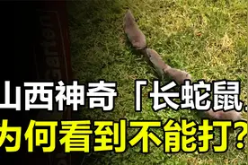 山西神奇“长蛇鼠”，外形像老鼠能排一字长蛇阵，看到后千万别打视频封面