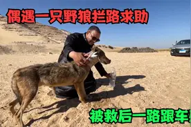 4人路过一片沙漠，偶遇一只野狼拦路求助，大叔救援举动惊到我了视频封面