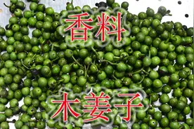 常见香料树种“木姜子”，媲美进口椰子油，有哪些用途与价值？视频封面