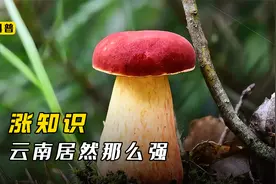 万没想到，云南那么厉害，这些产业居然都是全国第一视频封面