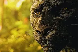 一口气看完《森林之子》时长9分钟.mp4