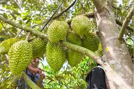 第一批国产榴莲已成熟，海南榴莲将于6月上市，终于实现从无到有