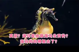 真假？海马是由雄海马负责生育？海马妈妈哪里去了？视频封面