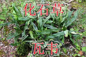 深山里稀缺植物“瓦韦”，老人俗称“化石草”，遇见可不能错过！视频封面