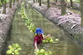 泰国椰子批量采摘回收过程，水路运输省时省力，真是天才的想法视频封面