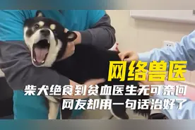 柴犬绝食一个月饿到贫血，兽医找不出原因，网友一句话就治好了！