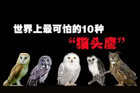 世界上最可怕的10种猫头鹰，“猫头鹰进宅”真的会预示死亡吗？