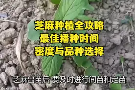 芝麻种植全攻略：最佳播种时间、密度与品种选择视频封面