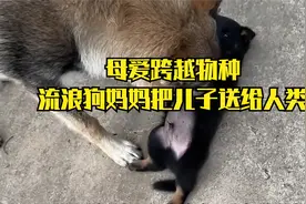 狗妈妈将孩子送给人类，希望它能过的更好视频封面