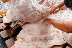 俄罗斯人杀猪整张分解下来的肥肉，见识一下他们是怎么做生腌肥肉