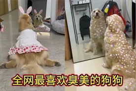 全网最臭美的狗狗，懂穿搭爱照镜子，衣服包包更是比女人还多