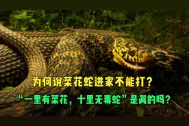 为何说菜花蛇进家不能打？“一里有菜花，十里无毒蛇”是真的吗？视频封面