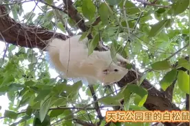 天坛公园里的白松鼠。视频封面