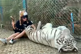 尴尬！一美女大庭广众之下“猥亵”老虎 ，手不停地在肚子上乱摸视频封面