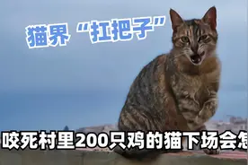 一年就咬死村里200多只鸡，不愧为猫界中的“扛把子”！