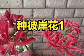 姑娘在阳台种出了彼岸花，记录了生长全过程