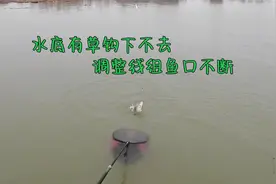 野钓水底草太多饵料不到位，线组简单调整，鱼口不断！
