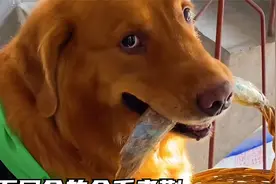 同名不同命的金毛老蒯，网友：没开玩笑能过过，不能过就离了吧！