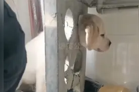 盘点那些狗子被卡住的社死名场面，笑死不活了！视频封面