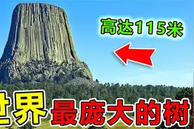 世界上“最高大”的10棵参天大树，第一名高115米，重达2300吨视频封面